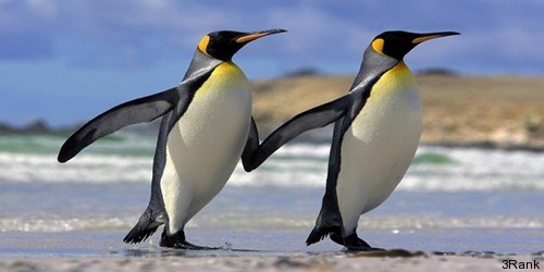 Pingwiny 